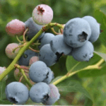 Голубика высокорослая Нельсон d19