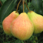 Груша Осенняя Яковлева 7л