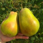 Груша Русская Красавица 4-5л