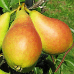 Груша Велеса 4-5л