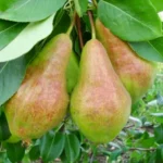 Груша Видная 4-5л