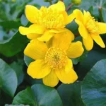 Калужница Болотная d12