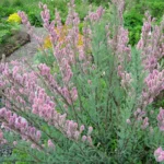 Мирикария 3л