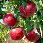 Яблоня Алеся 3,5л