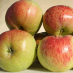 Яблоня Чистотел 7л