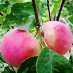 Яблоня Джулия (Юлия) "Julia"