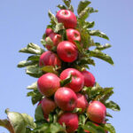 Яблоня колоновидная Московское ожерелье 3,5 л