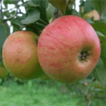 Яблоня Медуница 7л