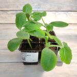 Кабачок Белоплодные кассета — изображение 2