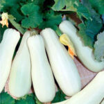 Кабачок Белоплодные кассета