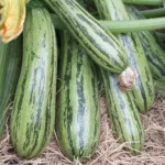 Кабачок Куанд кассета