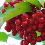 Калина Матильда 3л