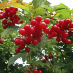 Калина сладкоплодная Вигорова 5л