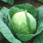 Капуста белокочанная поздняя Морозко кассета