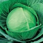 Капуста белокочанная поздняя Зимовка кассета