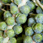 Капуста брюссельская Сапфир кассета