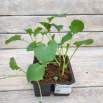 Капуста кассета МИКС — изображение 5