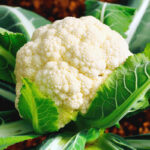 Капуста цветная Дачница кассета