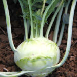 Капуста кольраби Венская Белая кассета