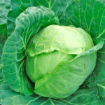 Капуста белокочанная среднепоздняя Подарок кассета