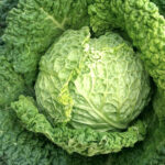 Капуста савойская ранняя Золотая кассета