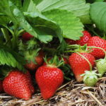 Клубника (земляника садовая) Альбион (ремонтантная) кассета