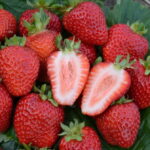 Клубника (земляника садовая) Сан Андреас (ремонтантная) кассета