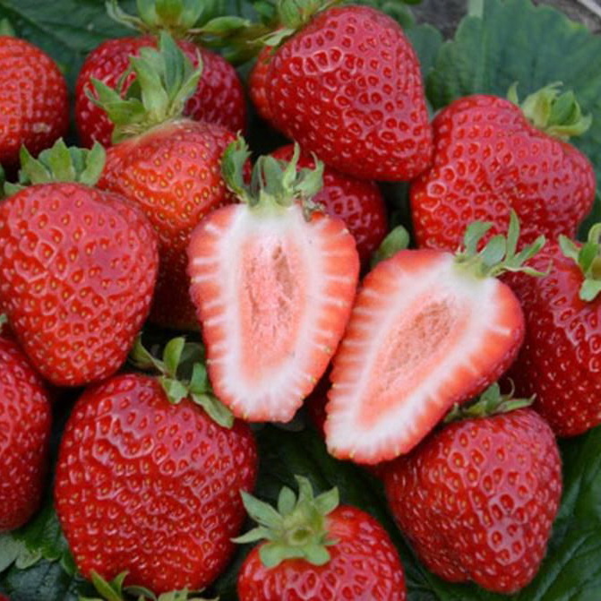 klubnika-sadovaya-san-andreas Клубника (земляника садовая) Сан Андреас (ремонтантная) кассета — изображение 1