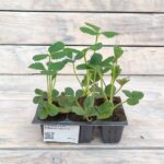 Клубника (земляника садовая) Сан Андреас (ремонтантная) кассета — изображение 2