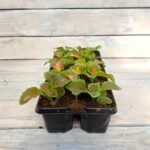 Колеус кассета — изображение 3