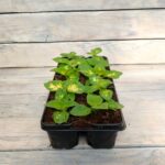 Колеус кассета — изображение 2