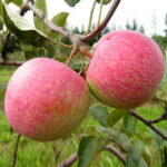 Яблоня Конфетное 7 л