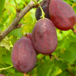 Крыжовник Грушенька 3л