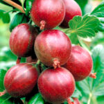 Крыжовник Консул 3л