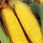 Кукуруза Лакомка Белогорья кассета