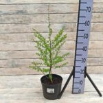 Лиственница обыкновенная 3л