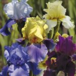 Ирис бородатый d12