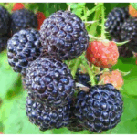 Малина черная Кумберленд 2 л