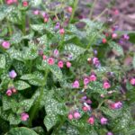 Медуница Миссис Мун d19