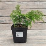 Микробиота перекрестнопарная d17(2л) 30см+