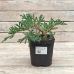 Можжевельник чешуйчатый Блю Карпет d17 (2л) высота 30+