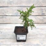 Можжевельник чешуйчатый Лодери "Loderi" d9-10