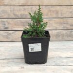 Можжевельник чешуйчатый Лодери "Loderi" d17 (2л) высота 30+