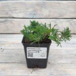 Можжевельник горизонтальный Вилтони "Wiltonii" d9-10