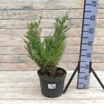 Можжевельник казацкий Аркадия 5л