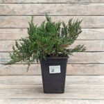 Можжевельник казацкий Тамарисифолия d19