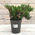 Можжевельник казацкий Тамарисифолия d15