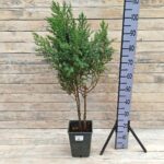 Можжевельник китайский Стрикта (5л) d23