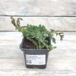 Можжевельник обыкновенный Грин Карпет "Green Carpet" d9-10