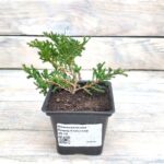 Можжевельник Принц Уэльский "Prince of Wales" d9-10